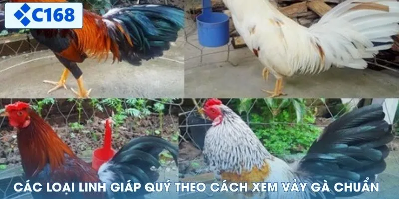 Các loại linh giáp quý theo cách xem vảy gà chuẩn