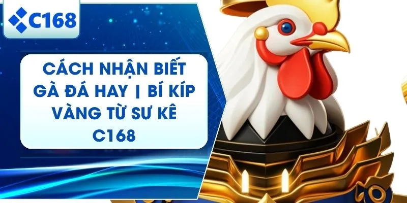 Cách Nhận Biết Gà Đá Hay | Tiết Lộ Từ Tay Chơi Tại C168