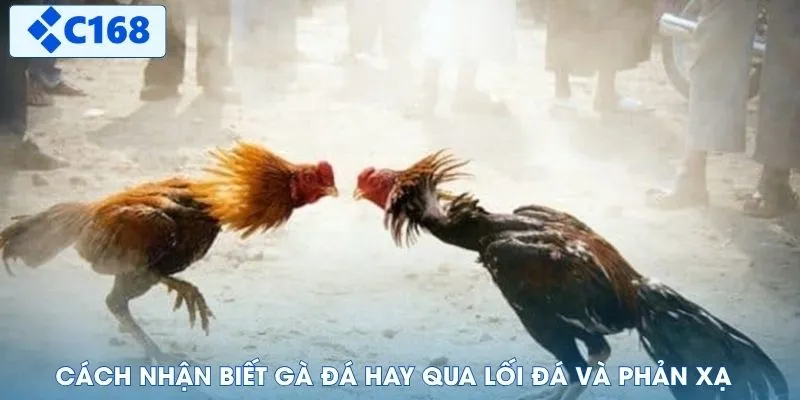 Cách nhận biết gà đá hay qua lối đá và phản xạ