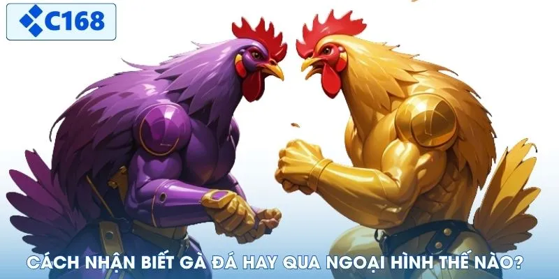 Cách nhận biết gà đá hay qua ngoại hình thế nào?