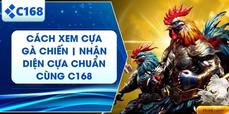 Cách Xem Cựa Gà Chiến Và 3 Bí Mật "Nhất Cựa, Nhì Tài" Từ C168