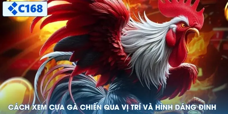 Cách xem cựa gà chiến qua vị trí và hình dáng đinh
