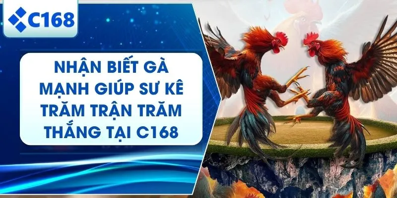 Nhận Biết Gà Mạnh | C168 Tổng Hợp 3 Đặc Điểm "Quý Tướng"