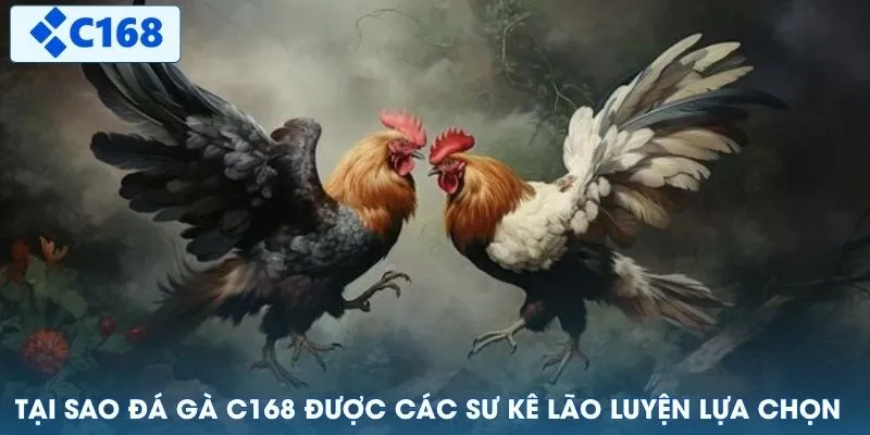 Tại sao đá gà C168 được các sư kê lão luyện lựa chọn