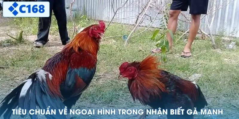 Tiêu chuẩn về ngoại hình trong nhận biết gà mạnh