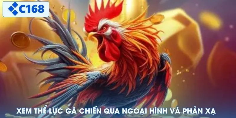 Xem thể lực gà chiến qua ngoại hình và phản xạ